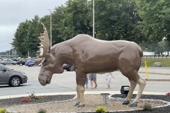 Moose sighting! Maine welcome Center on i-95
