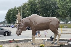 Moose sighting! Maine welcome Center on i-95 Moose sighting! Maine welcome Center on i-95