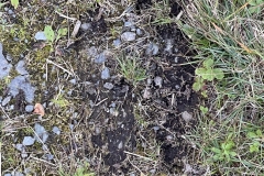 Glimmer of hope. Fresh moose prints on Day1 Glimmer of hope. Fresh moose prints on Day1