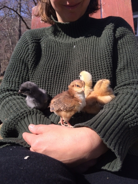 Everbody loves the new chicks