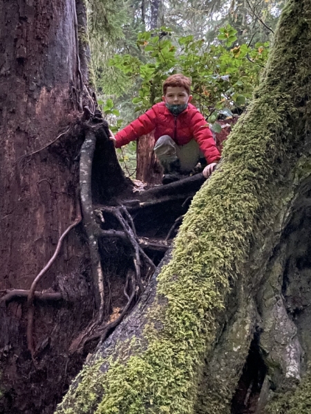 Emmett climbing on downed trees on Olympic Peninsula