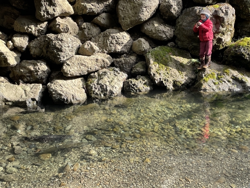 Emmett photographing 2 spawning salmon