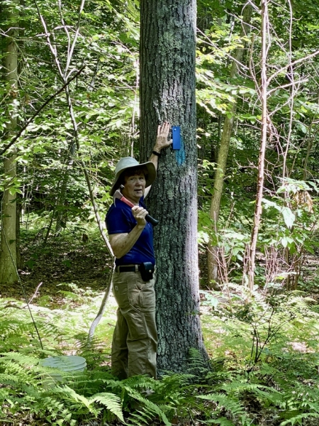 Marking the Prospect Mountain Trail for Litchfield Land Trust