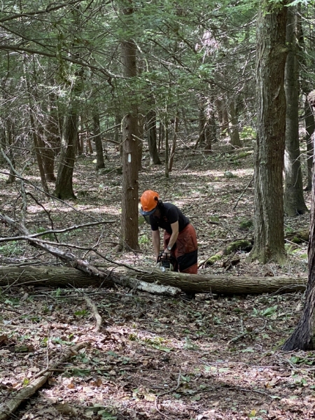 Clearing away a blow-down