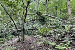 More damage on the trail