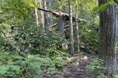 A dangerous combination of fallen and broken trees on the trail