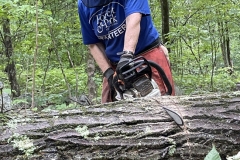 Jani sawing her way through a blowdown