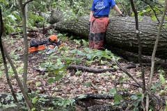 Jani with huge tree across the trail