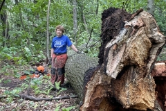 Jani with fallen oak that had apparent rot