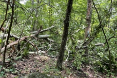 One tangle of trees that fell directly across the trail