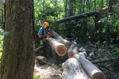 Erik Landgraf cutting some of the bigger trees