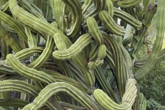 A twist of cacti greeted us at Tohono Chul Park