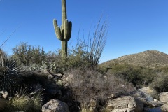 Iconic Saguaro Cacti are a staple of the Sonoran Dessert