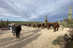 Horses picketed during our breakfast ride. Rare cloudy day, bur fascinating.